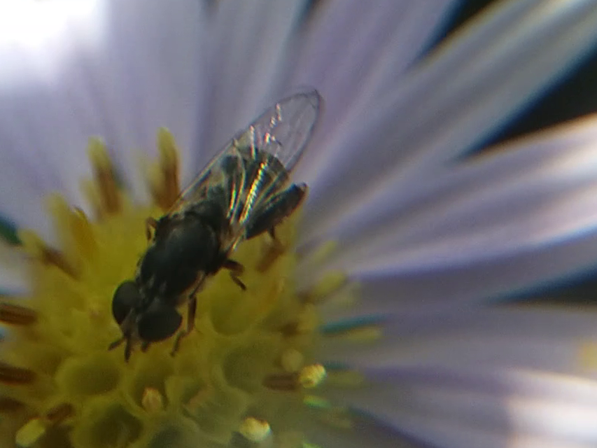 Syritta pipiens - zizegő comboslégy