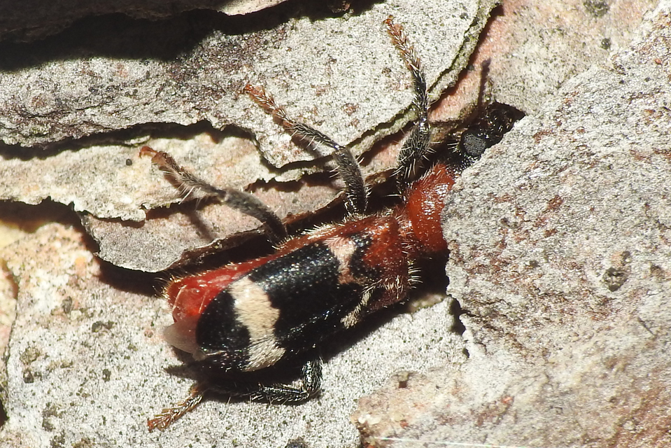 Thanasimus formicarius - vörösnyakú szúfarkas