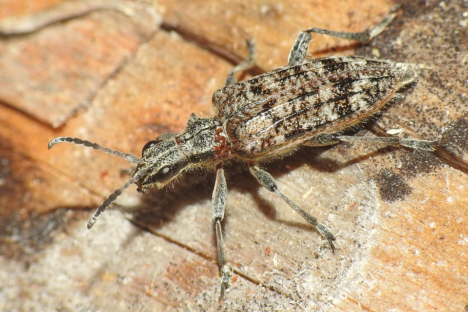 Rhagium inquisitor - fenyves-tövisescincér