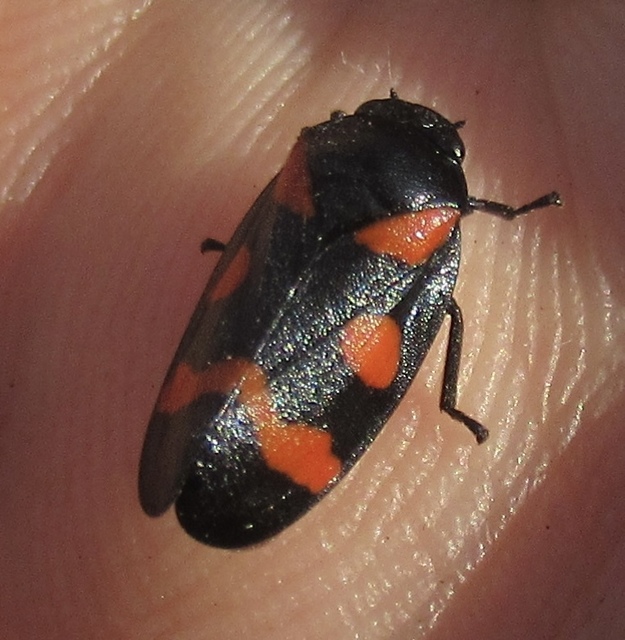 Cercopis arcuata/sanguinolenta