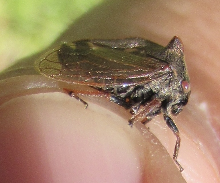 Centrotus cornutus - szarvaskabóca