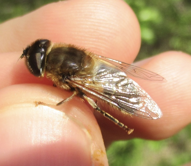 Eristalis pertinax - sárgalábfejű herelégy