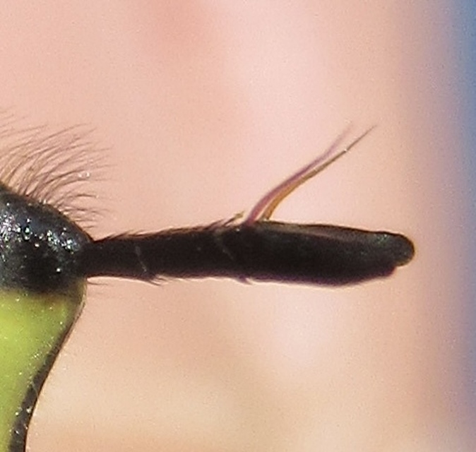 Chrysotoxum cautum - gyakori öveslégy