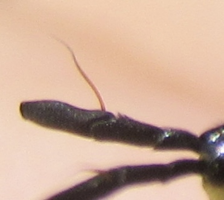 Chrysotoxum cautum - gyakori öveslégy