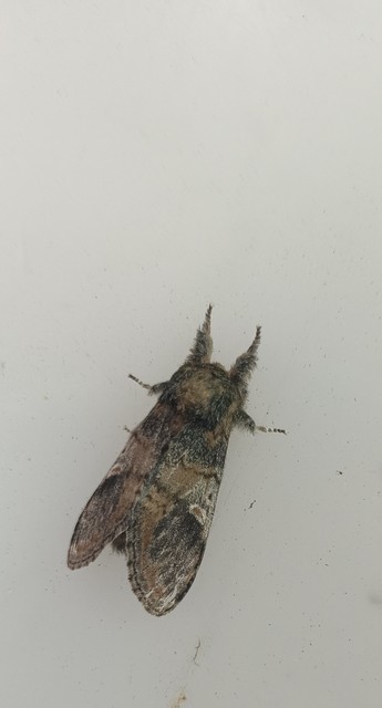 Notodonta tritophus - tarajos púposszövő