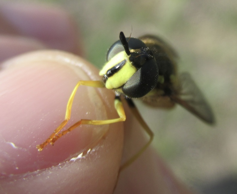 Chrysotoxum cautum - gyakori öveslégy