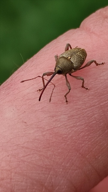 Curculio nucum - mogyorózsuzsóka