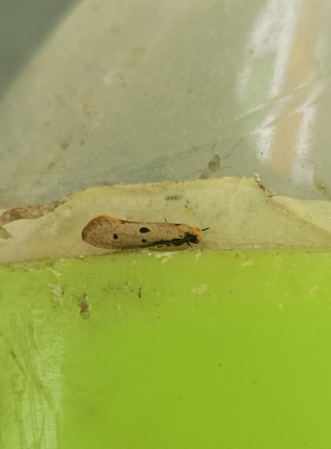Tinea trinotella - hárompettyes fészekmoly