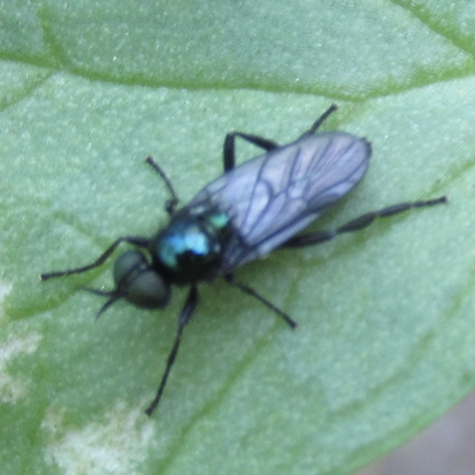 Actina chalybea - csillogó tüskéslégy