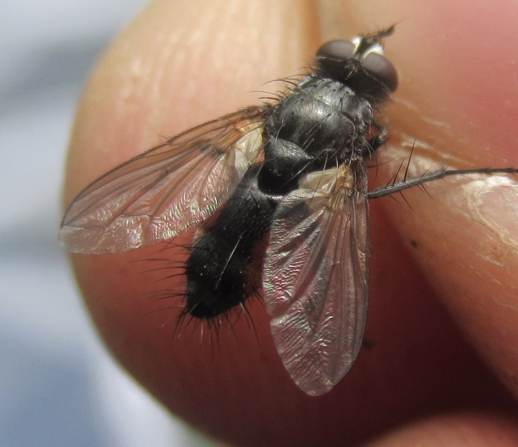 Eriothrix rufomaculatus
