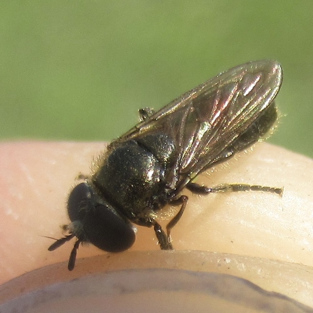 Pipizella
