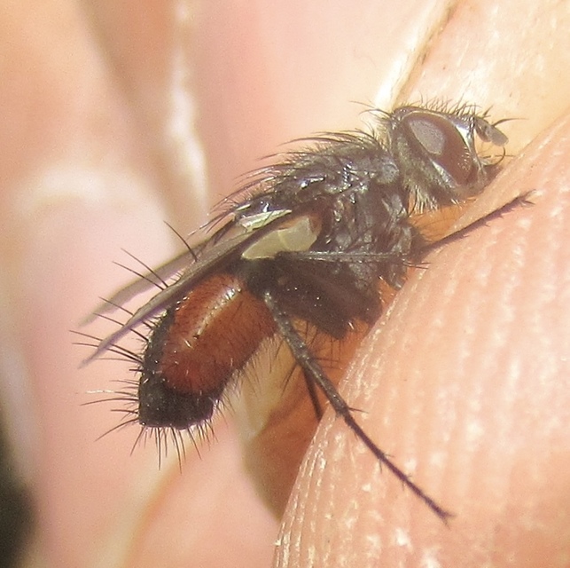 Eriothrix