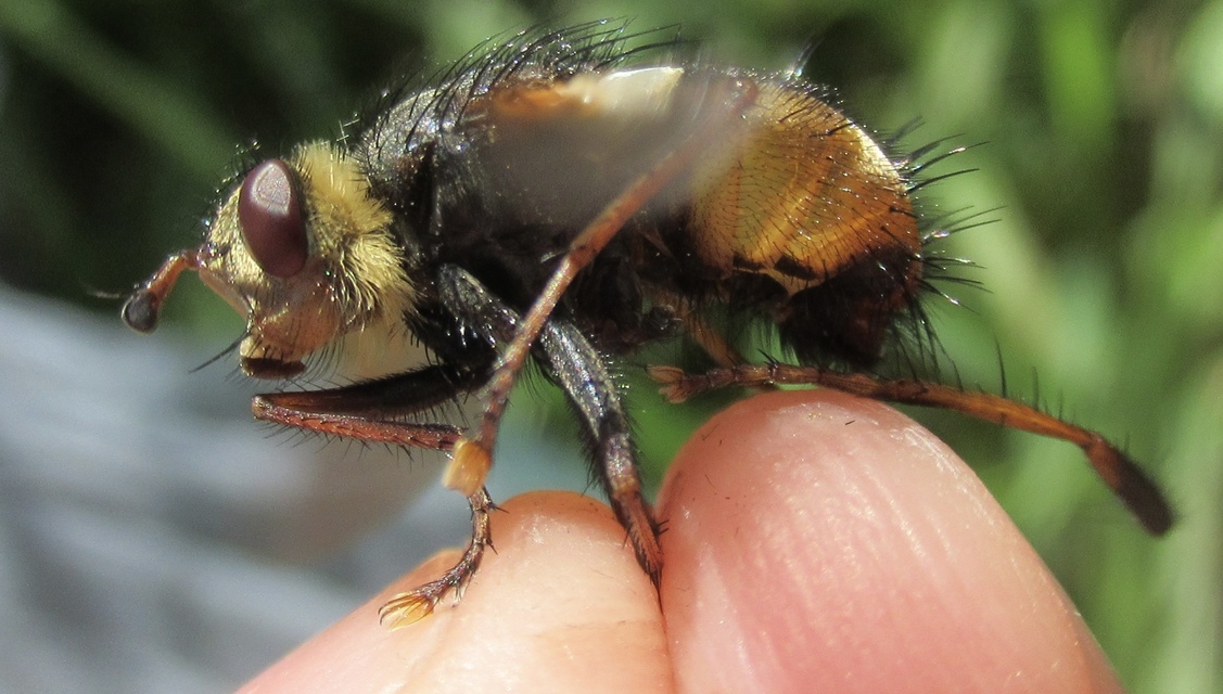 Tachina fera - közönséges fürkészlégy