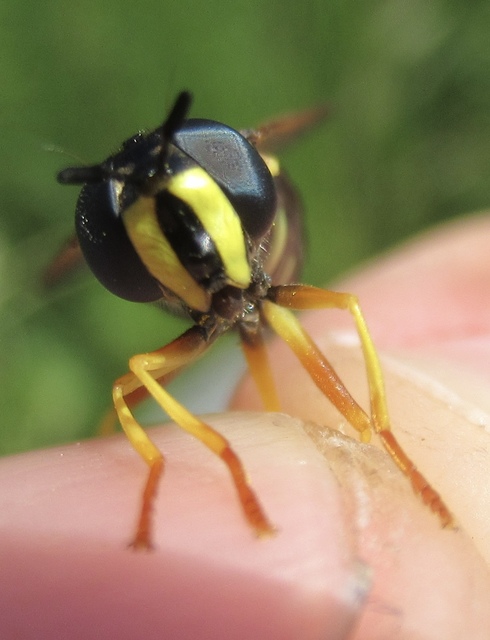 Chrysotoxum vernale - tavaszi öveslégy