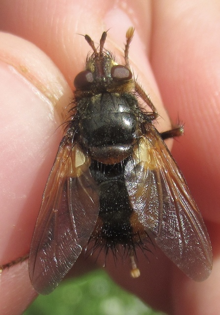 Tachina fera - közönséges fürkészlégy