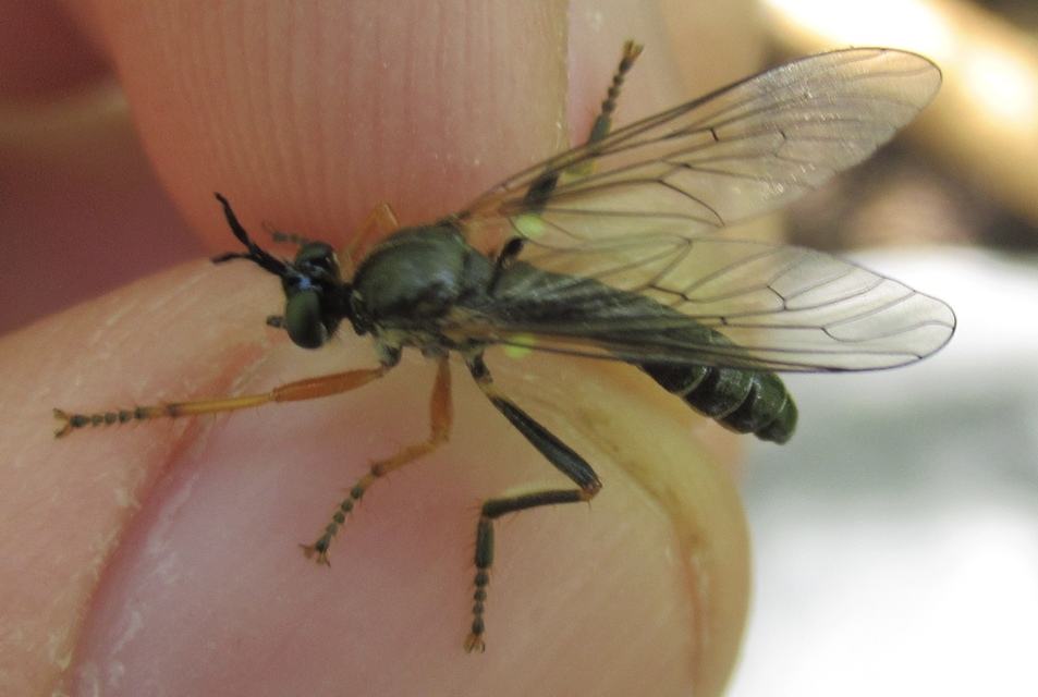 Dioctria rufipes