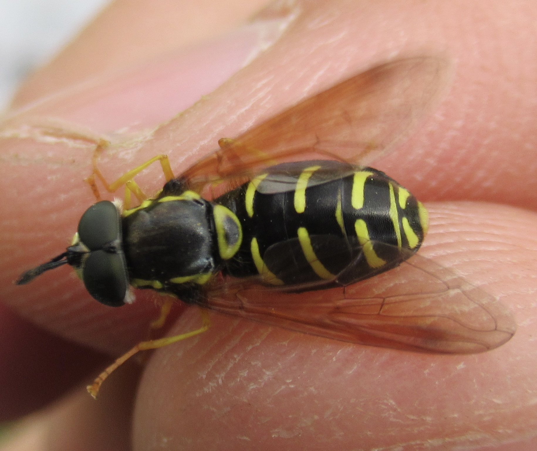 Chrysotoxum vernale - tavaszi öveslégy