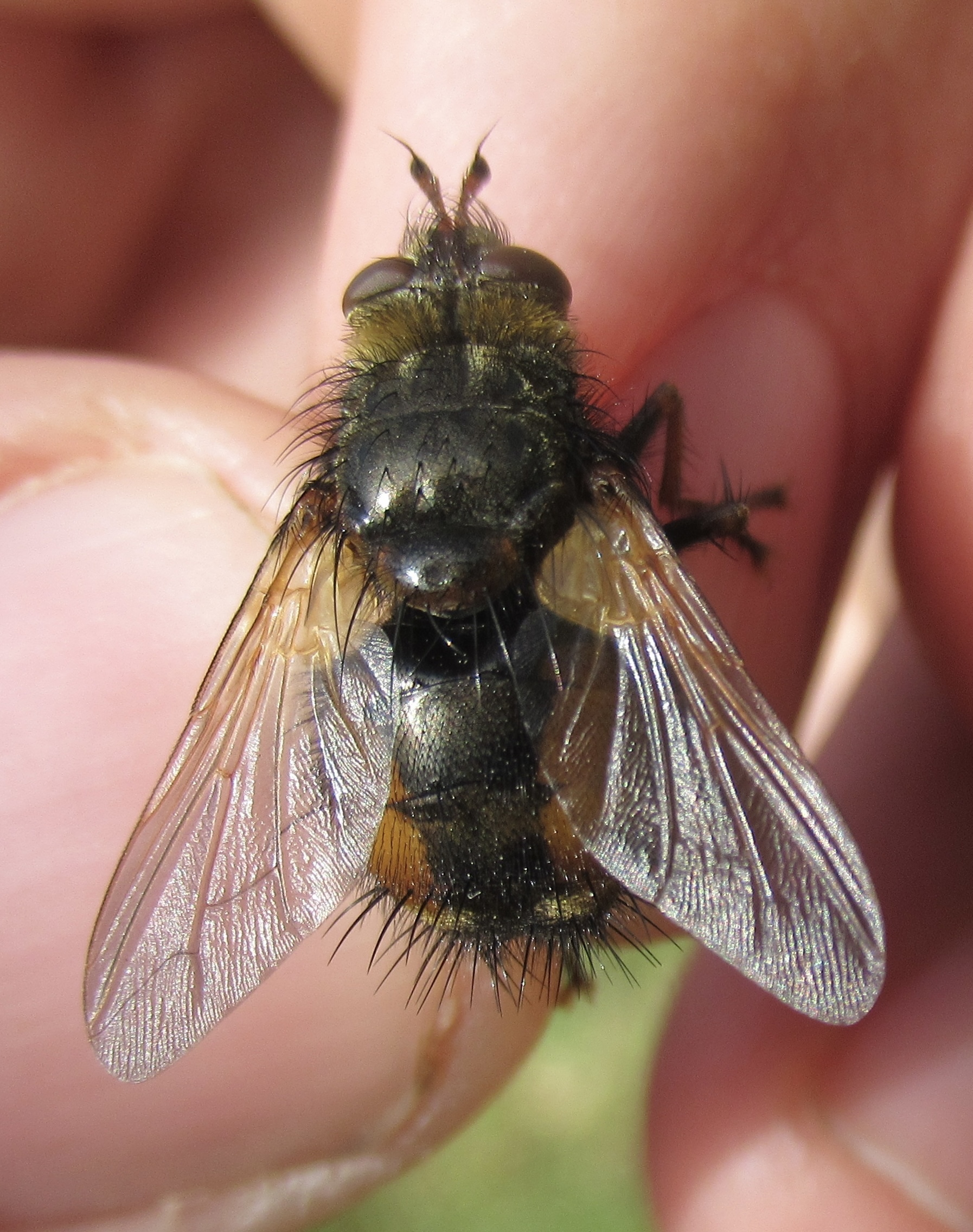 Tachina fera - közönséges fürkészlégy