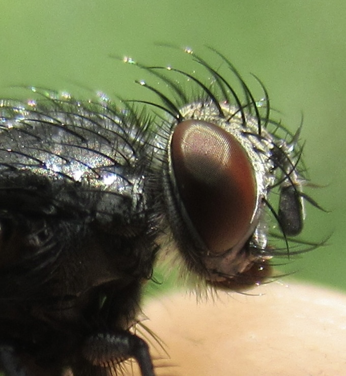 Voria ruralis - fekete fürkészlégy