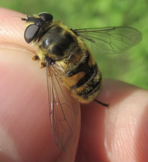 Myathropa florea - halálfejes odúlégy