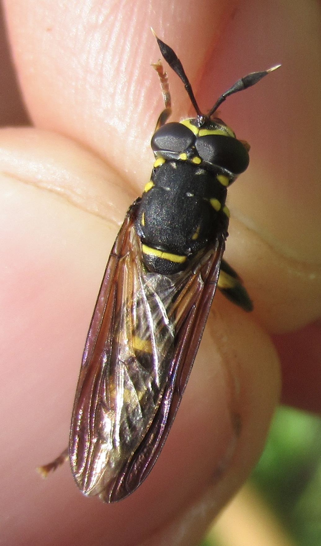 Sphiximorpha subsessilis - galagonya orsócsápúlégy
