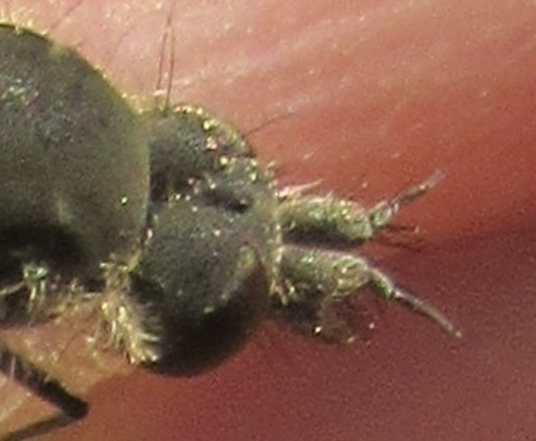 Conophorus virescens
