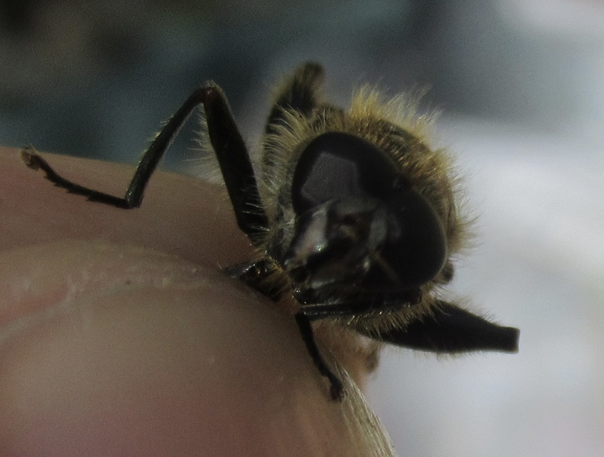 Brachypalpus valgus - déli korhadéklégy