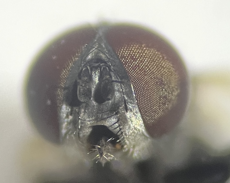 Phasia
