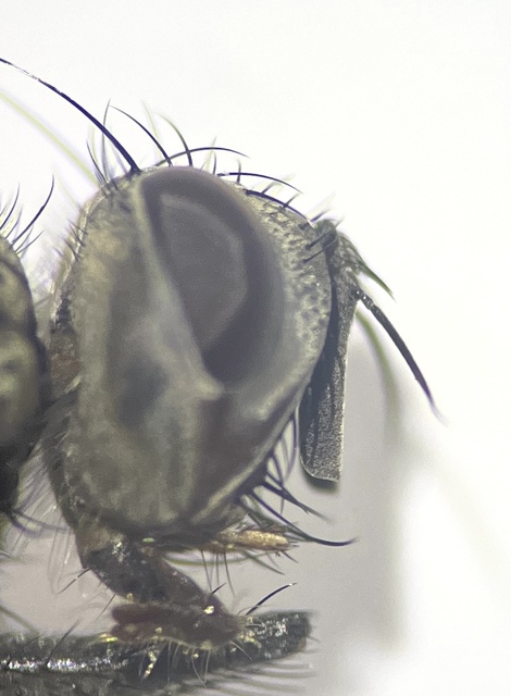 Istocheta cinerea