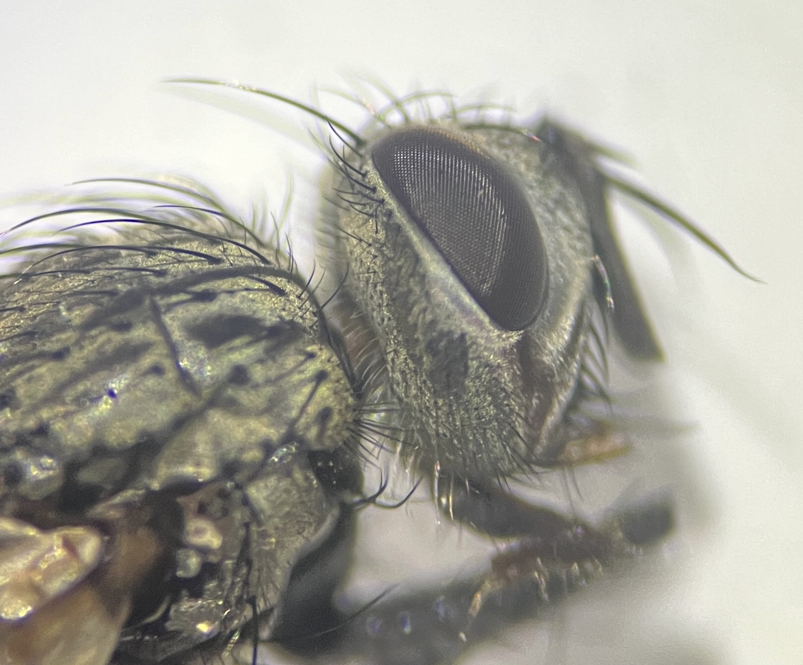 Istocheta cinerea