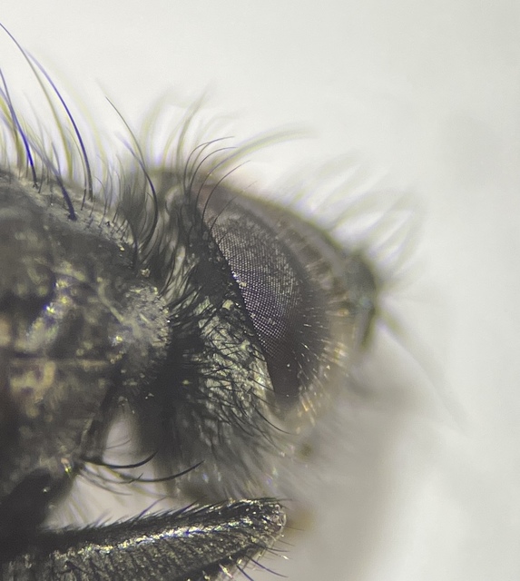 Macquartia dispar