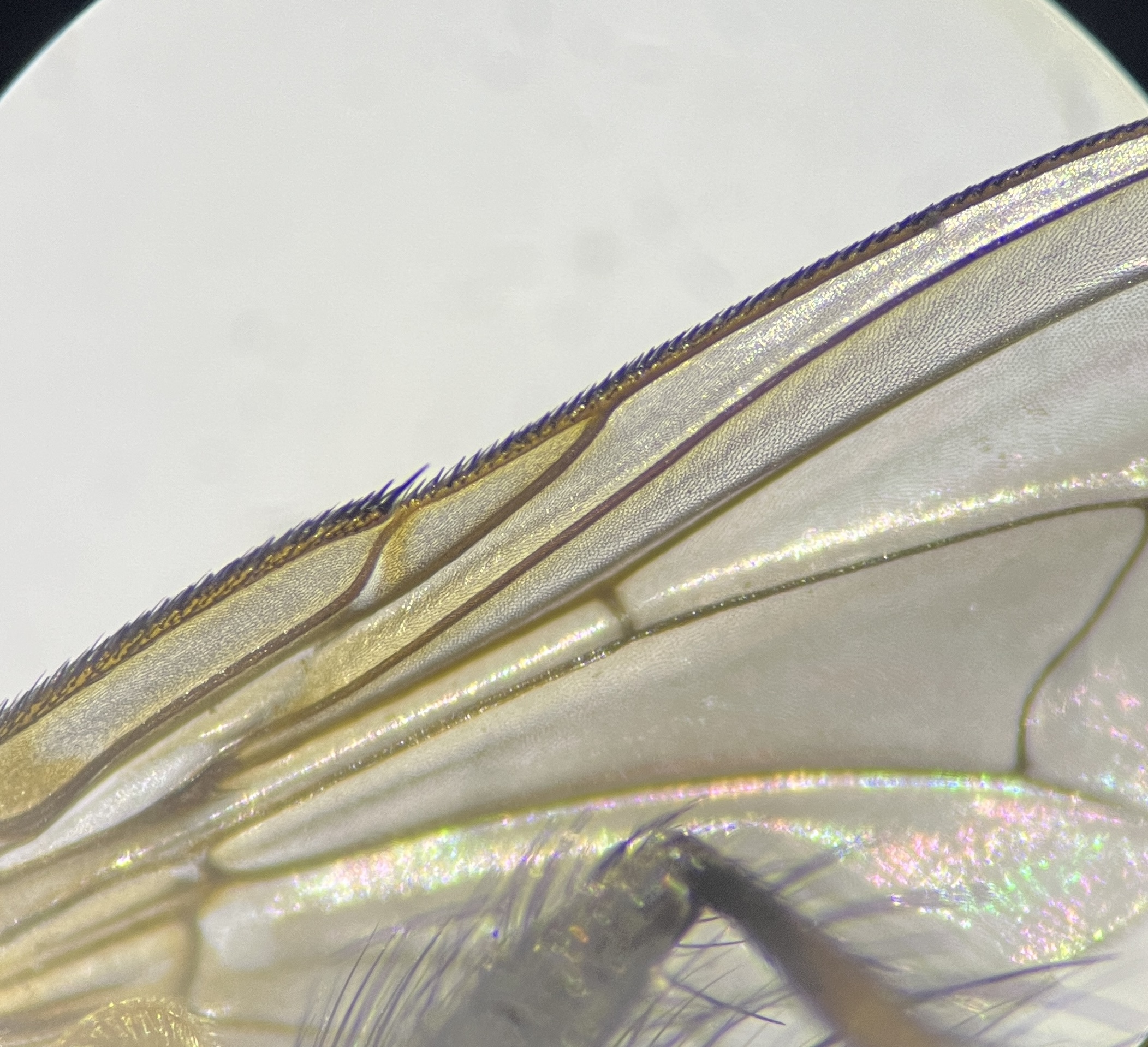Macquartia dispar