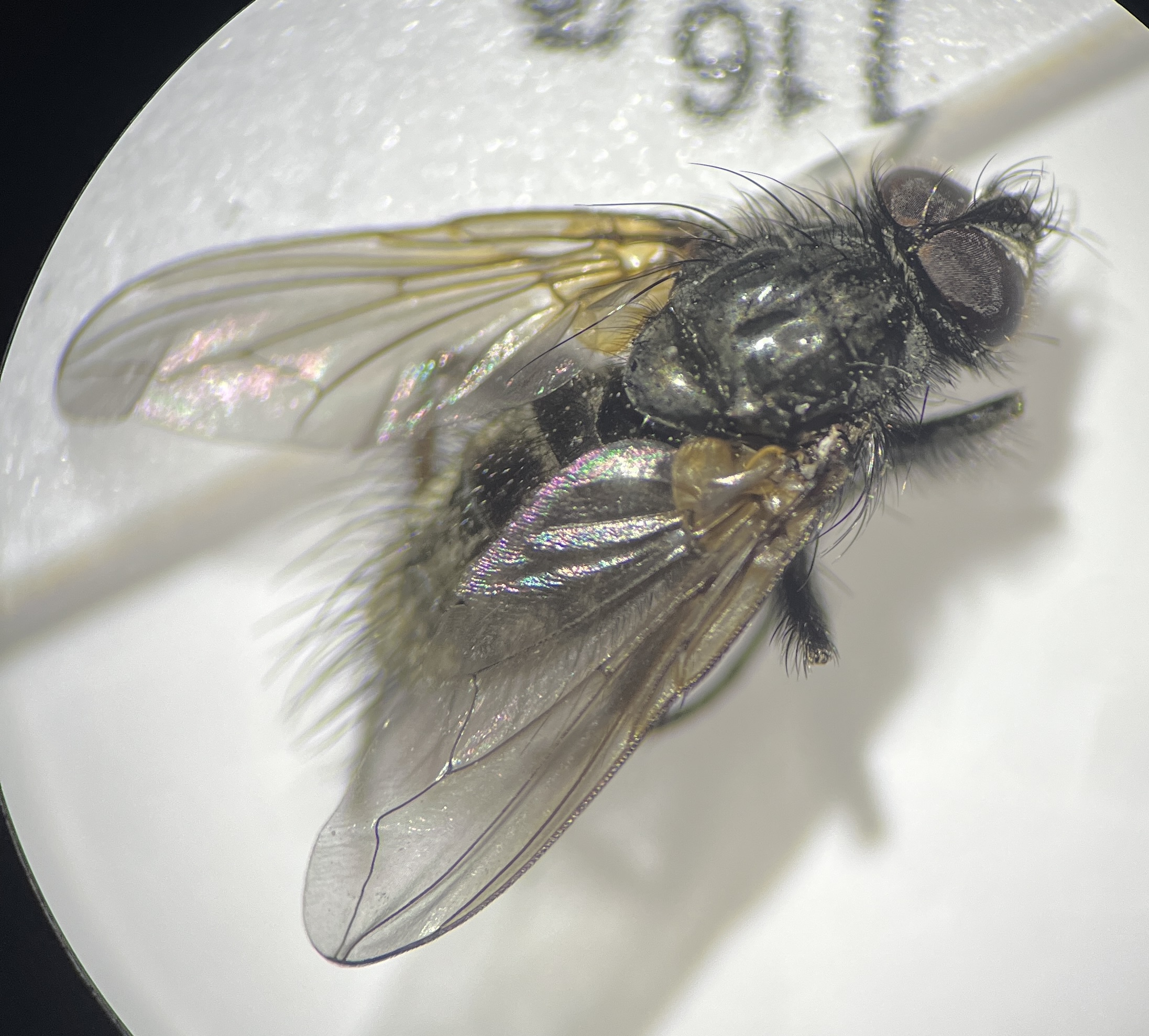 Macquartia dispar