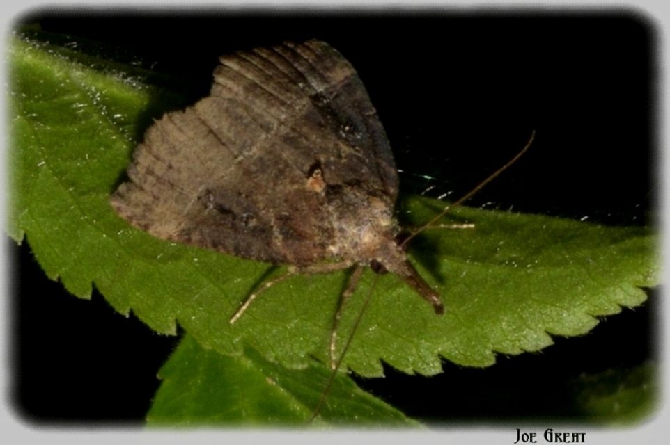 Hypena rostralis - közönséges karcsúbagoly