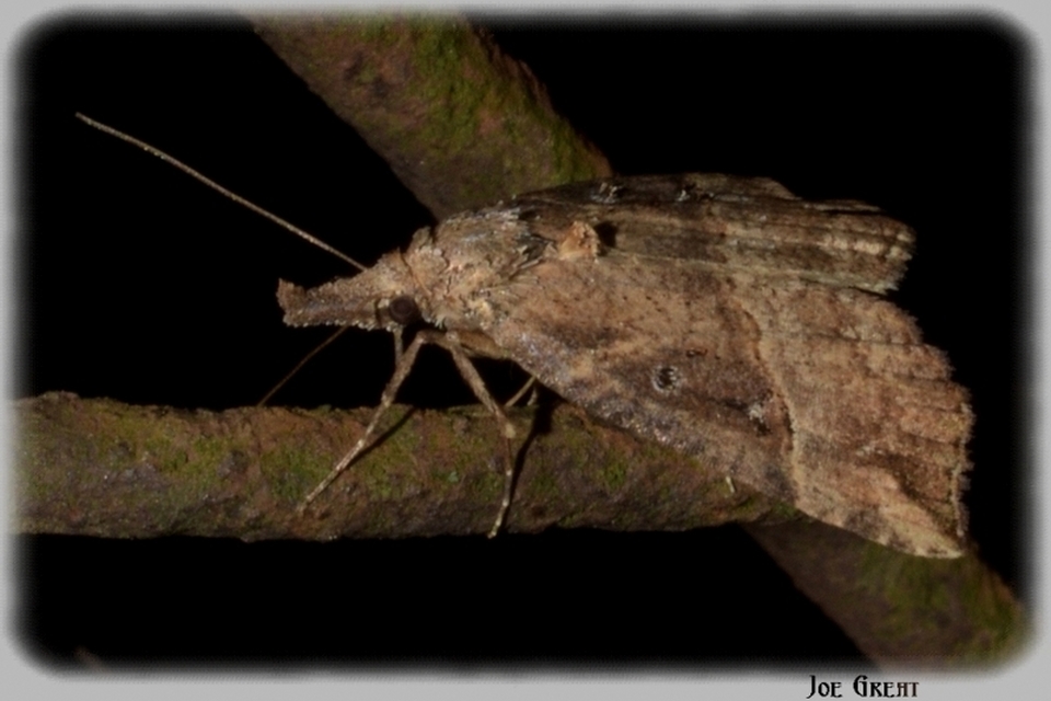 Hypena rostralis - közönséges karcsúbagoly