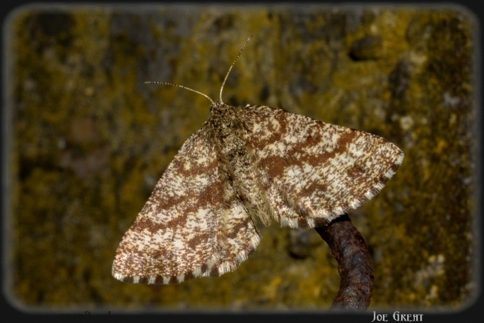 Ematurga atomaria - barna rétiaraszoló