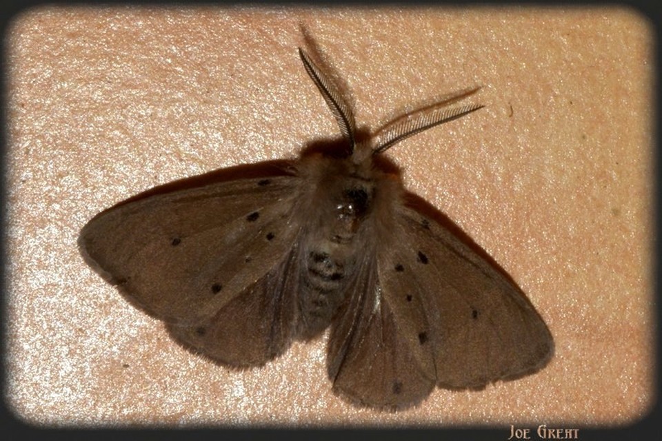 Diaphora mendica - felemás medvelepke