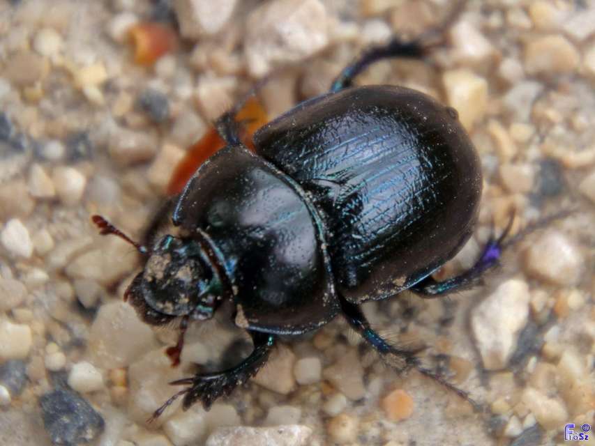 Anoplotrupes stercorosus - erdei álganéjtúró