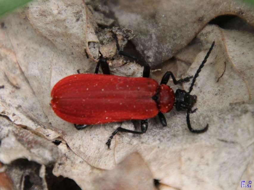 Pyrochroa coccinea - nagy bíborbogár