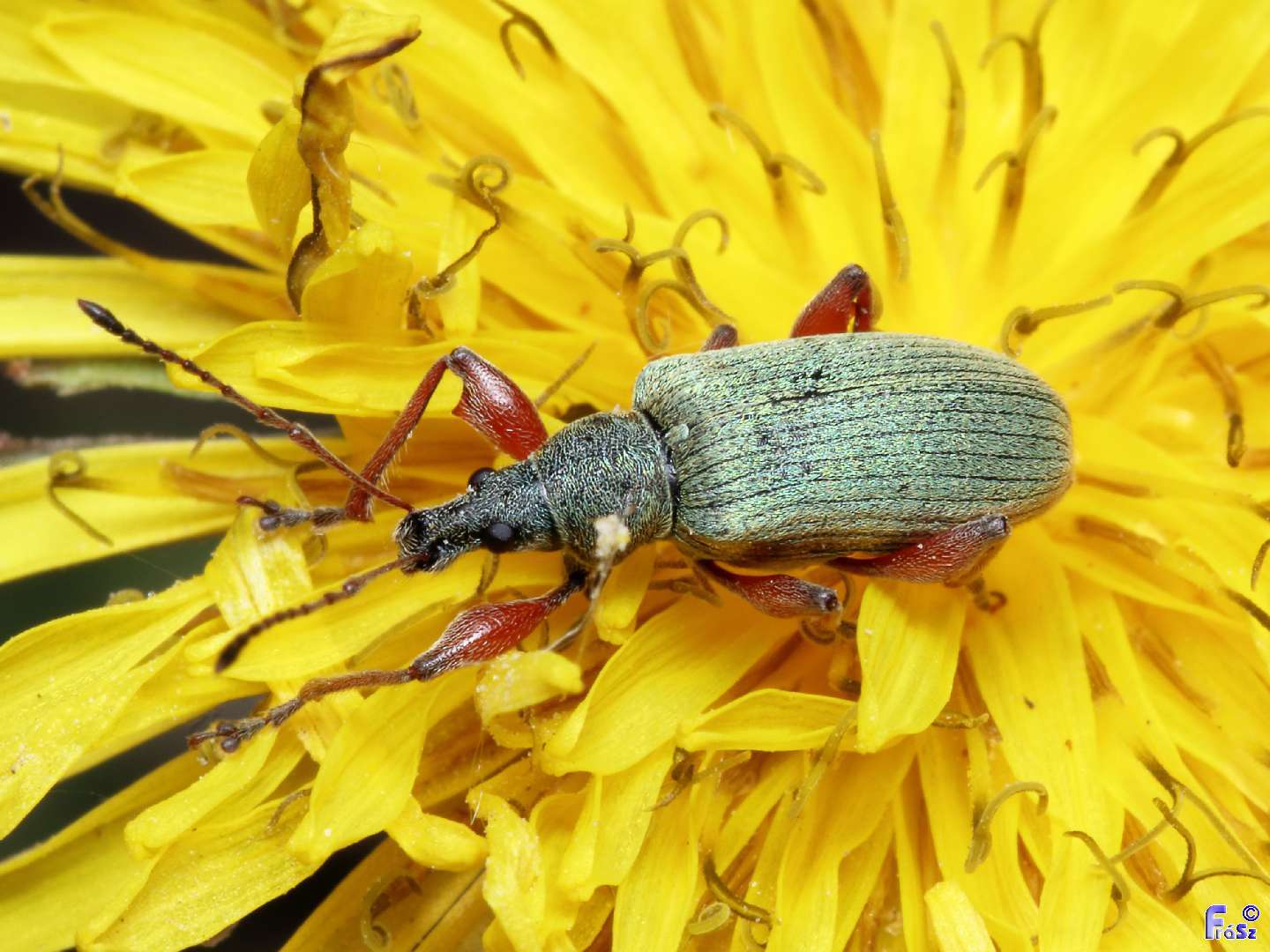 Phyllobius glaucus - éger-levélormányos