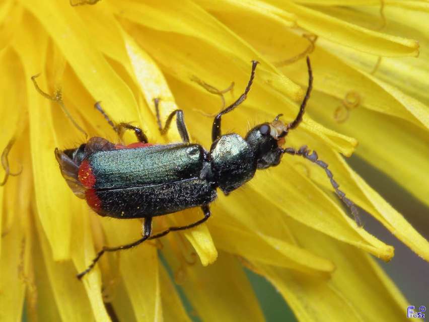 Malachius bipustulatus - kétfoltos bibircsesbogár