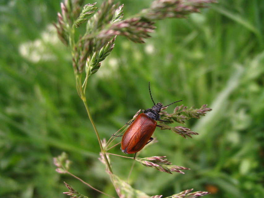Omophlus proteus - közönséges pejbogár Omophlus proteus - közönséges pejbogár