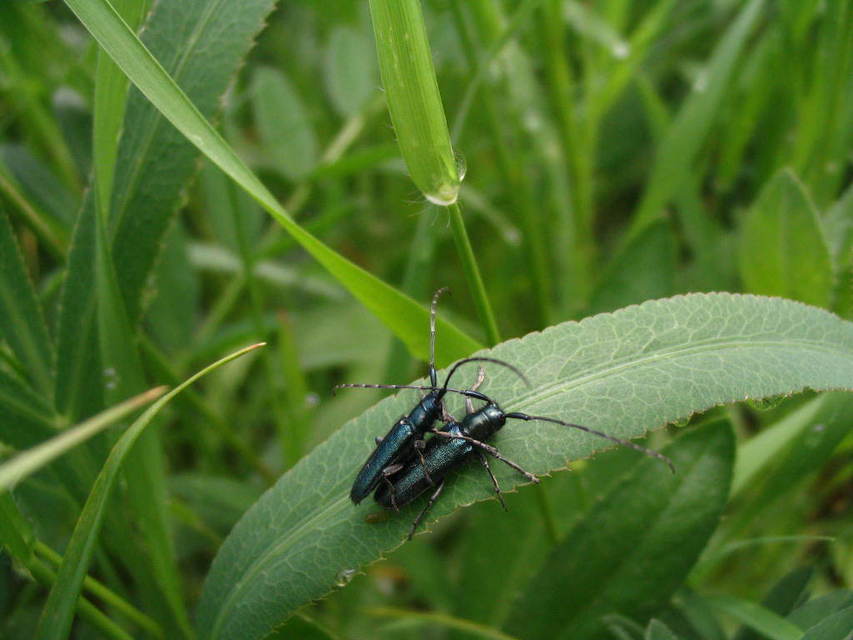Agapanthia violacea - kék somkórócincér