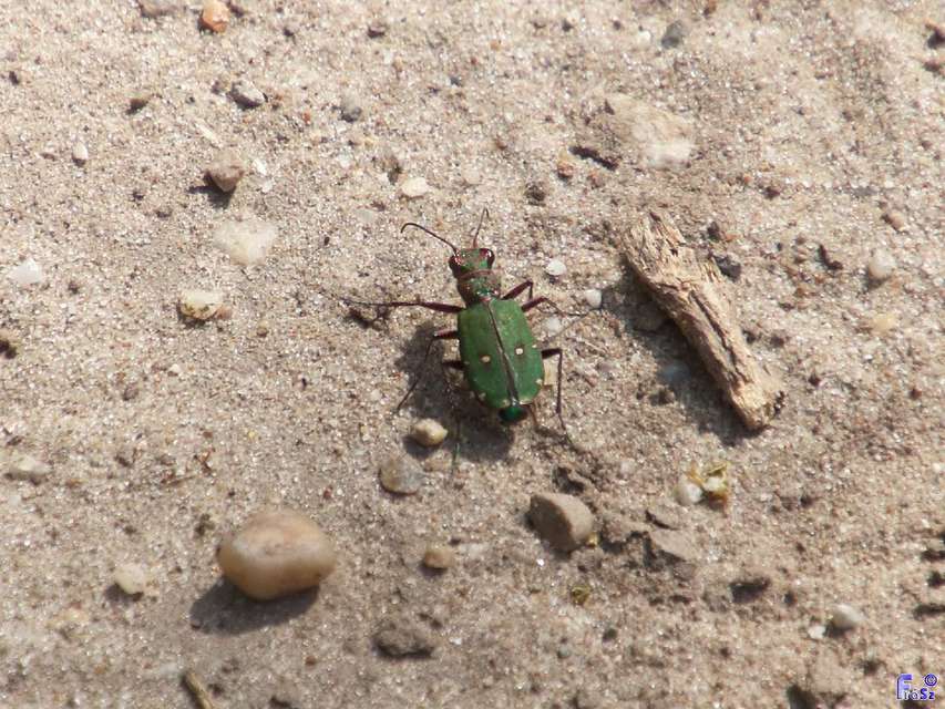 Cicindela campestris - mezei homokfutrinka