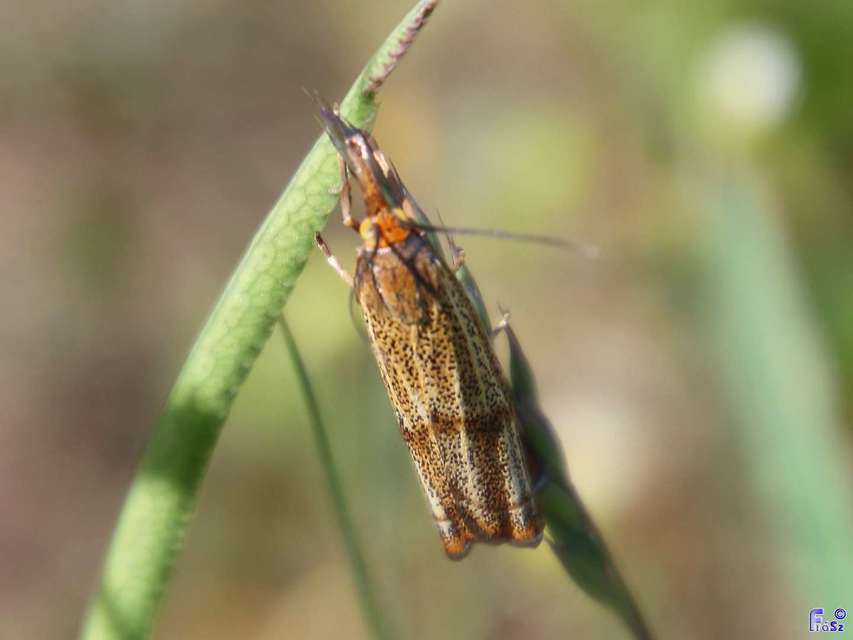 Thisanotia chrysonuchella - tavaszi fűgyökérmoly