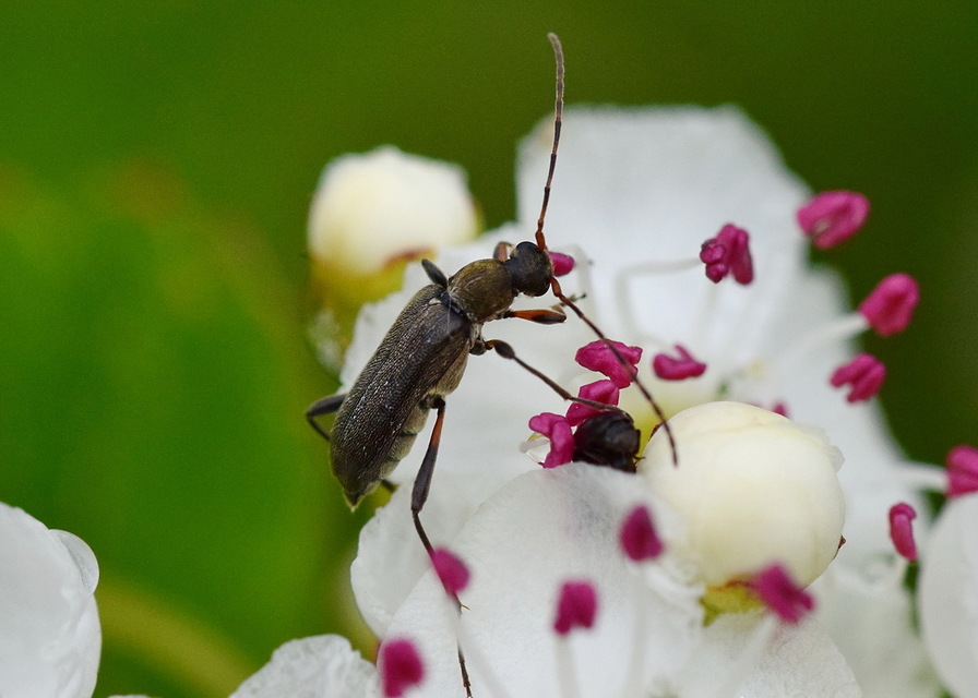 Grammoptera ruficornis - gyűrűscsápú galagonyacincér Grammoptera ruficornis - gyűrűscsápú galagonyacincér