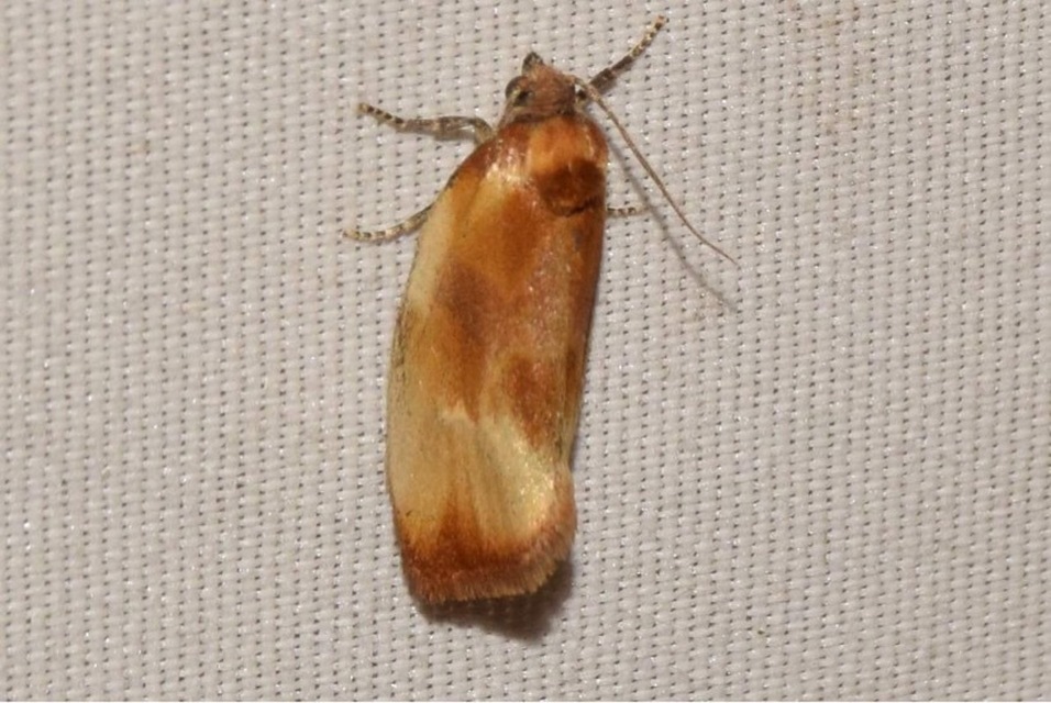 Eulia ministrana - aranybarna sodrómoly