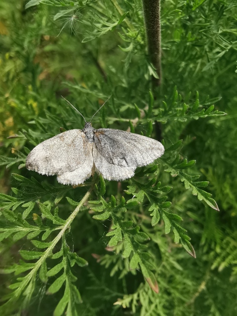 Lithostege griseata - szürke araszoló