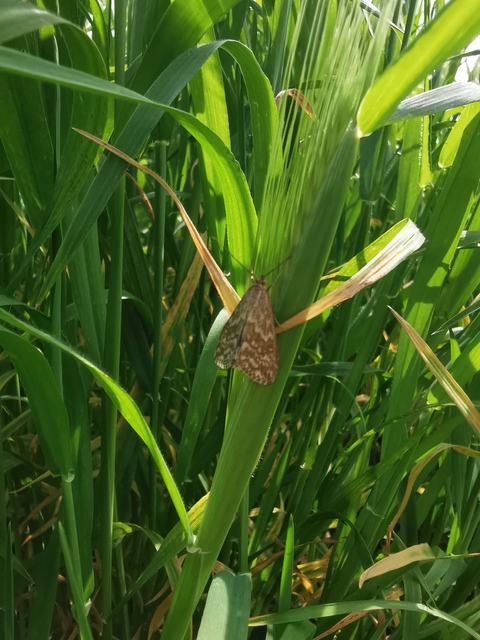 Evergestis frumentalis - tavaszi dudvamoly