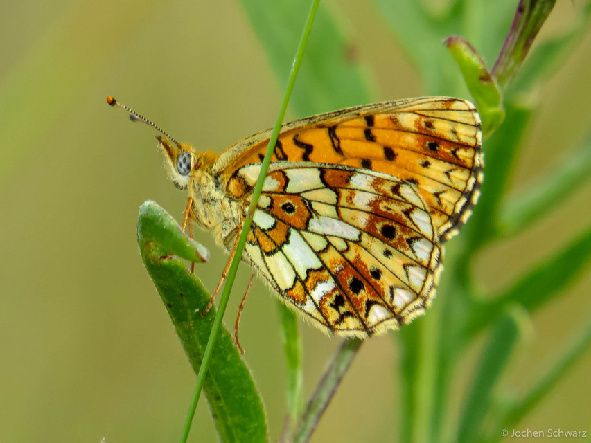 Boloria selene - fakó gyöngyházlepke